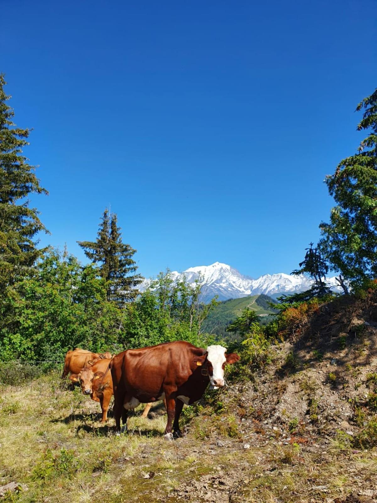 Appartement La Duchere Le Plan-La Giettaz Massif Des Aravis Eksteriør bilde